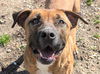 adoptable Dog in Anniston, AL named Sonny