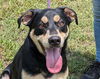 adoptable Dog in , AL named Stanley