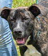 adoptable Dog in , AL named Opie