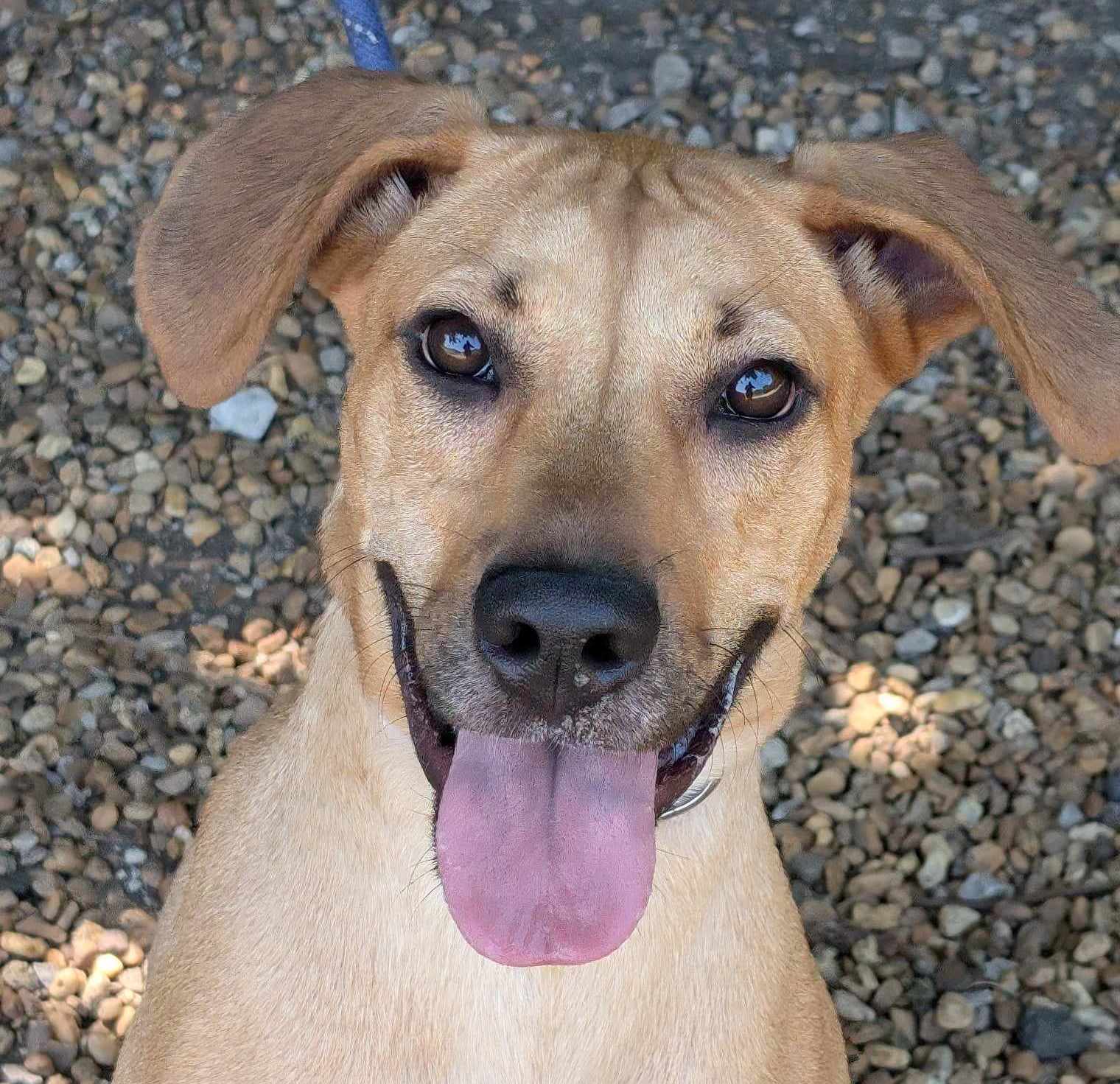 adoptable Dog in Anniston, AL named Sweet Pea