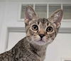 adoptable Cat in , AL named Maxwell