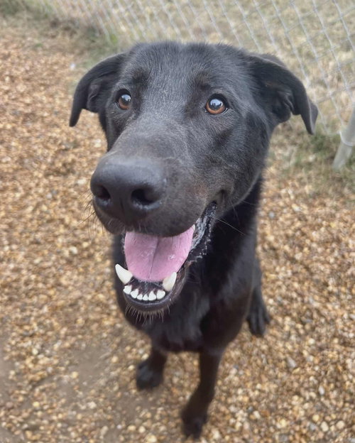 SINATRA - Black Labrador Retriever available for adoption