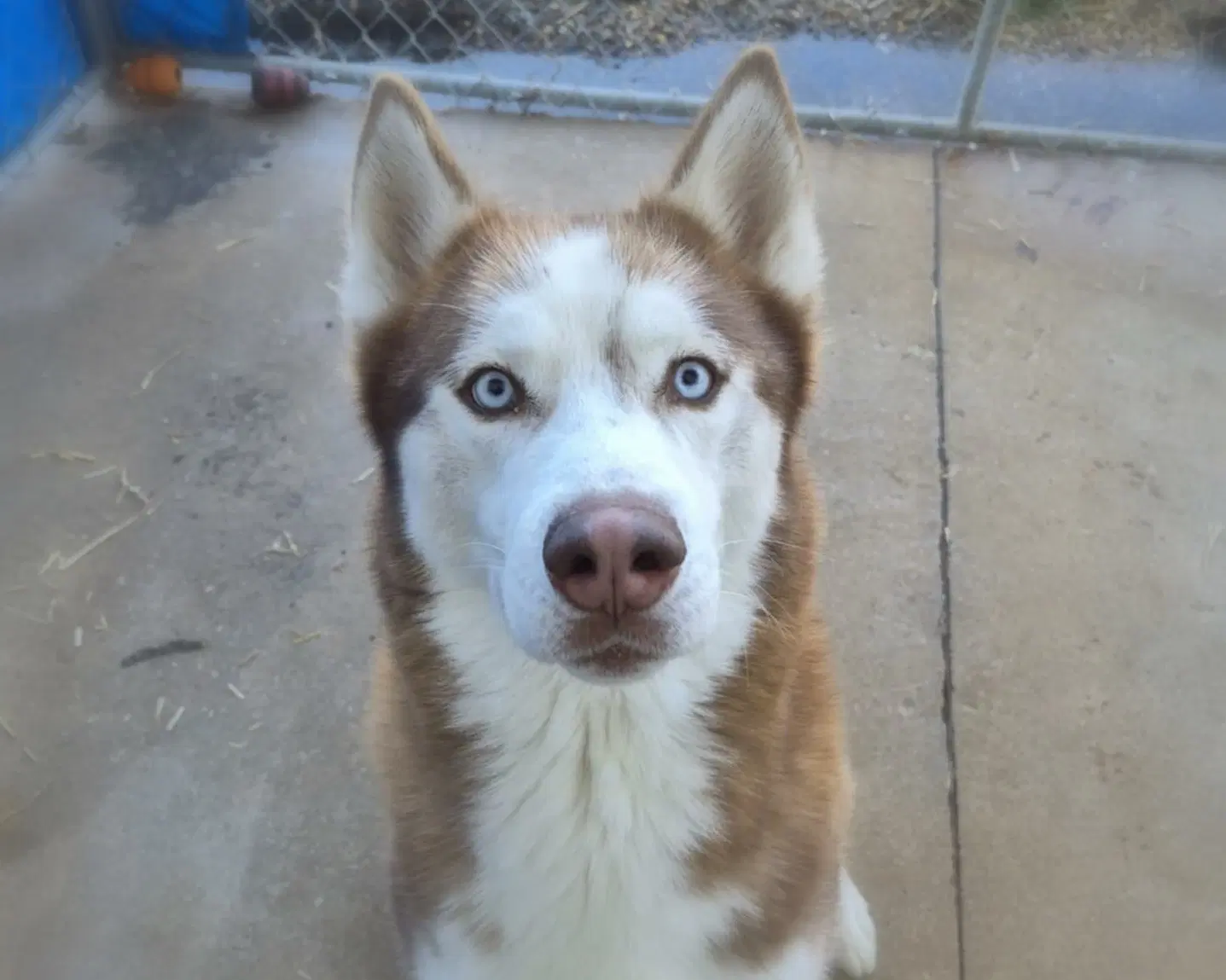 Drifter - Siberian Husky