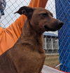adoptable Dog in , AL named Freddy