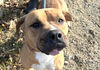 adoptable Dog in  named Elton