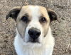 adoptable Dog in , AL named Max