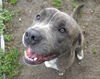 adoptable Dog in , AL named Fonzie