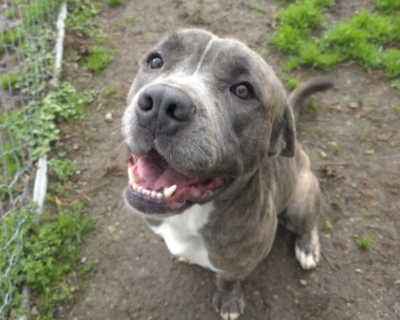 Fonzie - Cane Corso Mastiff