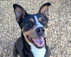 adoptable Dog in , AL named Ava Marie