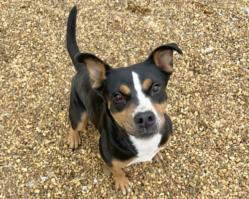 AVA MARIE - Terrier available for adoption