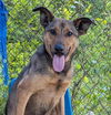 adoptable Dog in , AL named Corey
