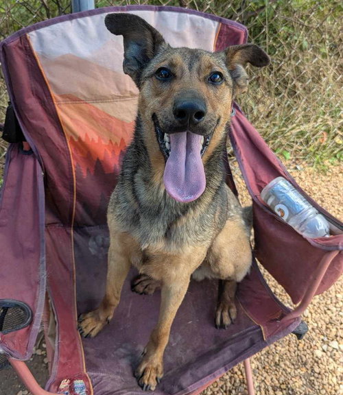 COREY - German Shepherd Dog available for adoption