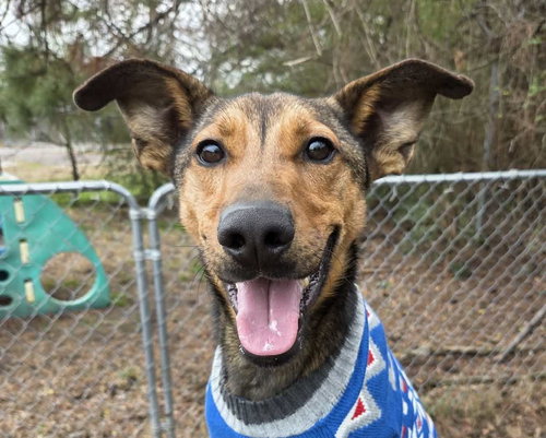 picture of the dog needing adoption