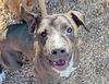 adoptable Dog in  named Rigby