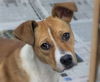 adoptable Dog in  named Jenny