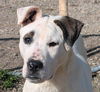 adoptable Dog in  named Patches