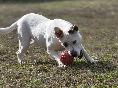 PATCHES - Terrier / American Bulldog available for adoption