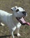 Patches - Photo 3