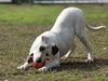 Patches - Photo 4