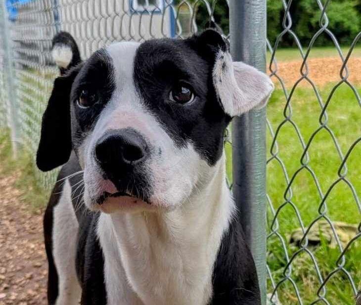 adoptable Dog in Anniston, AL named Panda