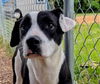 adoptable Dog in  named Panda