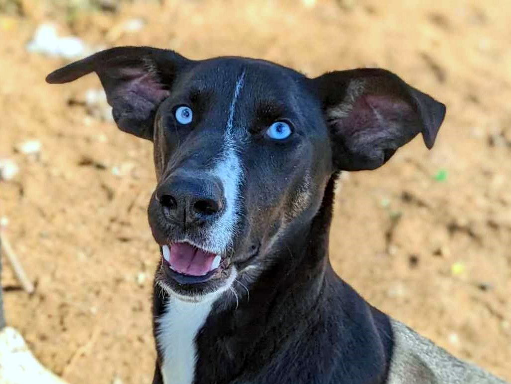 adoptable Dog in Anniston, AL named Barbie