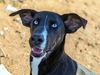 adoptable Dog in  named Barbie