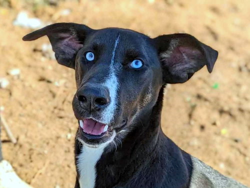 picture of the dog needing adoption