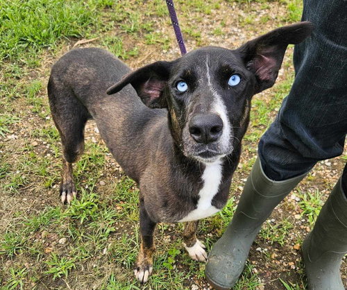 BARBIE - Husky / Shepherd available for adoption