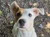 adoptable Dog in  named Shelby Lynn