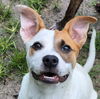 adoptable Dog in  named Honey