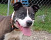 adoptable Dog in  named Eleanor
