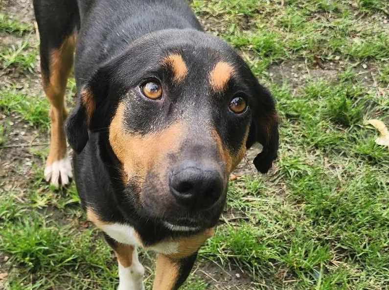 adoptable Dog in Anniston, AL named Jolene