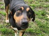 adoptable Dog in  named Jolene
