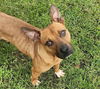adoptable Dog in , AL named Tito