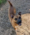Tito - Photo 4