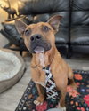 Tito - Photo 3