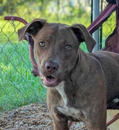 picture of the dog needing adoption