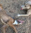 Kaiya - Photo 4