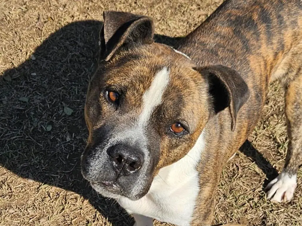 Bean - American Bulldog