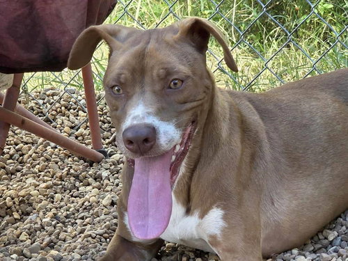 picture of the dog needing adoption