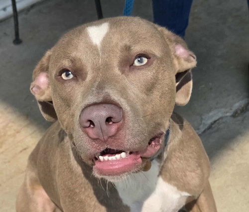 picture of the dog needing adoption