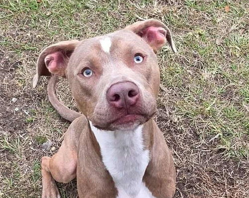 HENRY GALE - American Pit Bull Terrier available for adoption