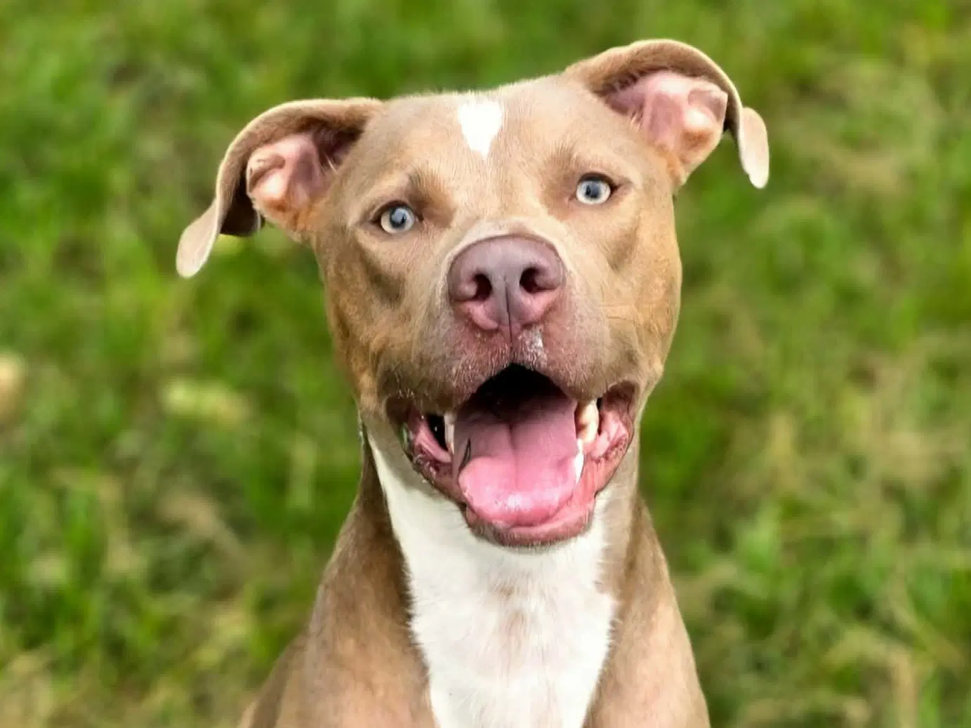 Henry Gale - American Pit Bull Terrier