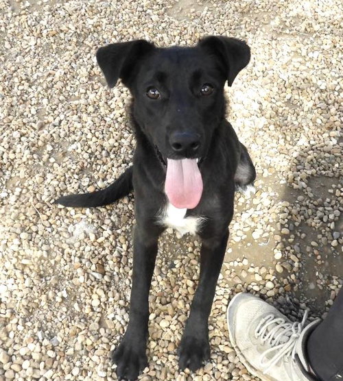 picture of the dog needing adoption