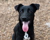 Dixie - Photo 1