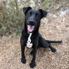 Dixie - Photo 2