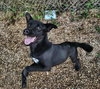 Dixie - Photo 4