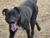 Dixie - Photo 3