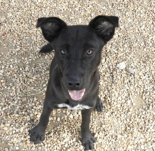 picture of the dog needing adoption
